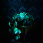Philodendron scandens I  