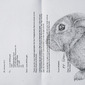 Rabbit in the headlights