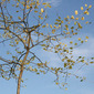 Tree With Square Leaves