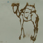 Essouiera camel # 4