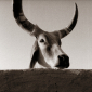 untitled - Thar Desert 1991