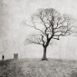 Lyme Cage Pete Kelly