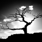 Ragged Tree