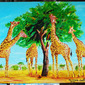 Jiraffe eating acacia