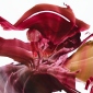 Flowering of Passion-I