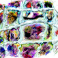 Looking thru the eye of a fish