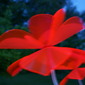 Margareta Forslund