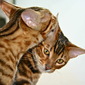 Affection
