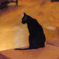 Mozart (the cat) 3