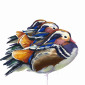 Mandarin Ducks