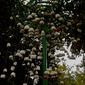 ÁRBOL DEL DESEO