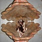 ENSIMISMADO