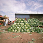 Cabbage Pile, Masaya, Nicaragua