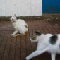 Butcher Cats