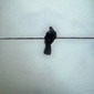 Bird on a wire