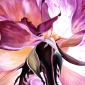 Beneath a Rose