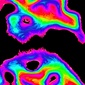 Brain Scan