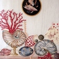 My beautiful nautilus