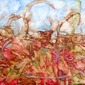 Enerchi art