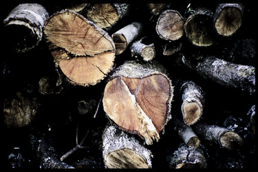 Collection Woods death; created by Marga Fonts