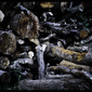 Wood's death