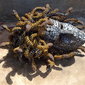 Medusa, my love