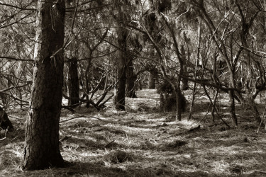 Collection We Are Forest; created by Mark Tripp