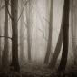 Mark Tripp