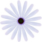 Osteospermum