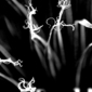 organitus