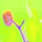 lemon green and orchid bud