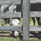The Grass Is Always Greener...