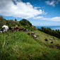 Cows-6