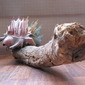 Caterpillar