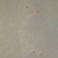 red point