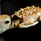 Fixed Golden Fawn