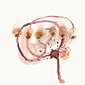 Brain