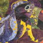 Forest Toads (detail)