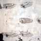 Collection (i)
