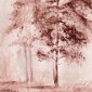 Pine Wood