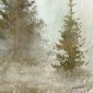 Bog Conifer