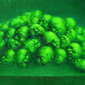 Chromosome - Green