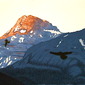 "Ravens fly"