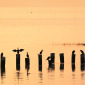 Cormorant Pier