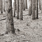 Pine Forest