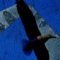 Flight of the obelisk