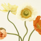 Poppies