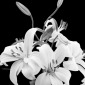 Lily Flower
