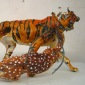 Tiger and Axis