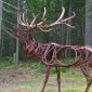 Large Calling Elk